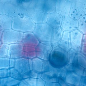 sugawara2025E 微細の詩