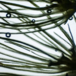 sugawara2025A 微細の詩