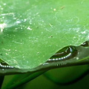 sugawara2025F 微細の詩