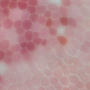 sugawara2025D 微細の詩