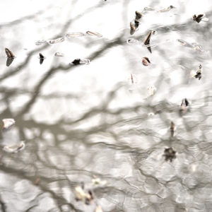 Nakatani2025A Adagio