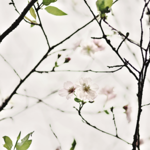 Nakatani2025C Adagio