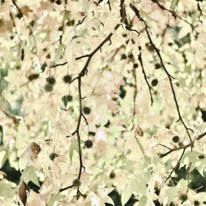 Nakatani2025E Adagio