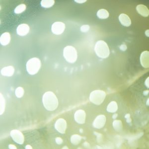 sugawara2025G 微細の詩