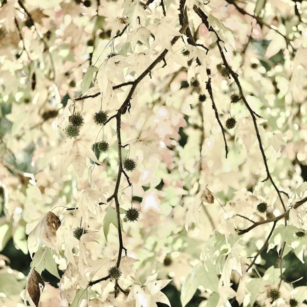 研究科コース（2025年11月19日開催）